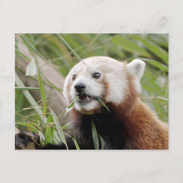 Postcard Photo red panda , animals 0505. (Front)