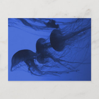 Postcard PHOTOGRAPH OF JELLYFISH 2