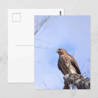 Postcard picture juvenile red shouldered hawk