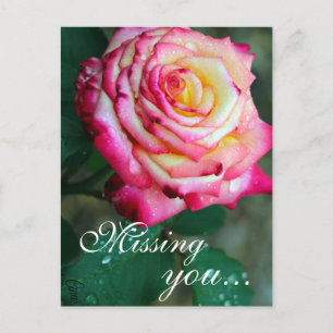 Postcard/Pink and White Rose Postcard
