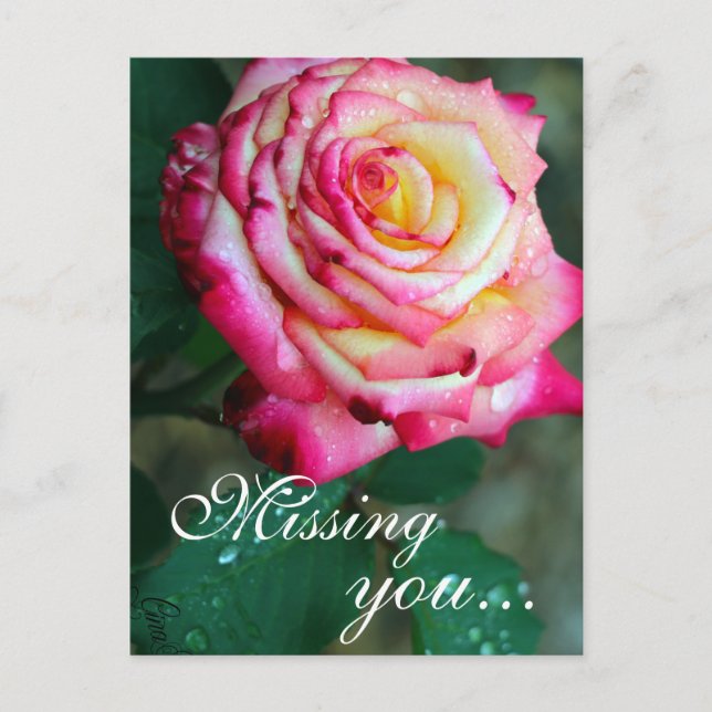 Postcard/Pink and White Rose Postcard (Front)