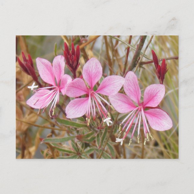 Postcard - Pink Guara (Front)