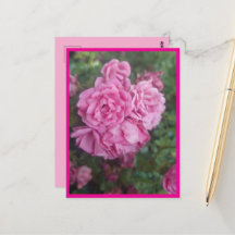 postcard pink rose