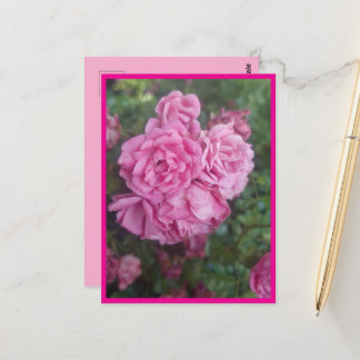 postcard pink rose