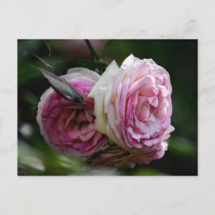 Postcard Pink Roses - Blushing Duet