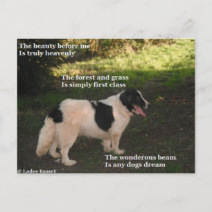 Postcard Poem Any Dogs Dream By Ladee Basset