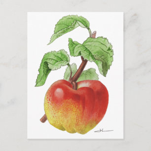 Postcard "Pomme Jeanne Hardy"