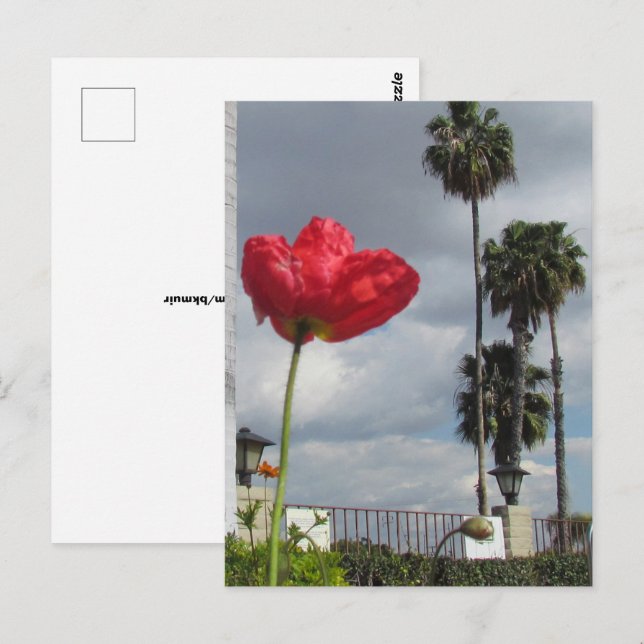 Postcard - Poppy Aspirations (Front/Back)