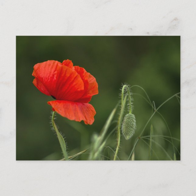 Postcard - Poppy Flower - Solitary Grace (Front)