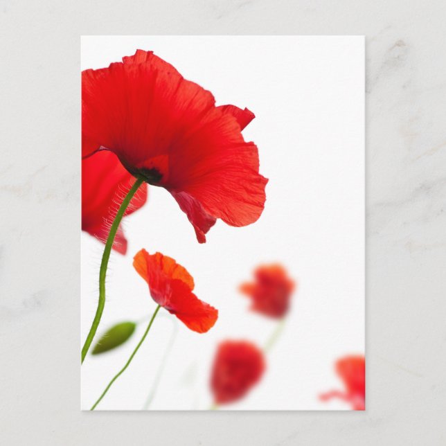 Postcard - poppy flowers (Front)