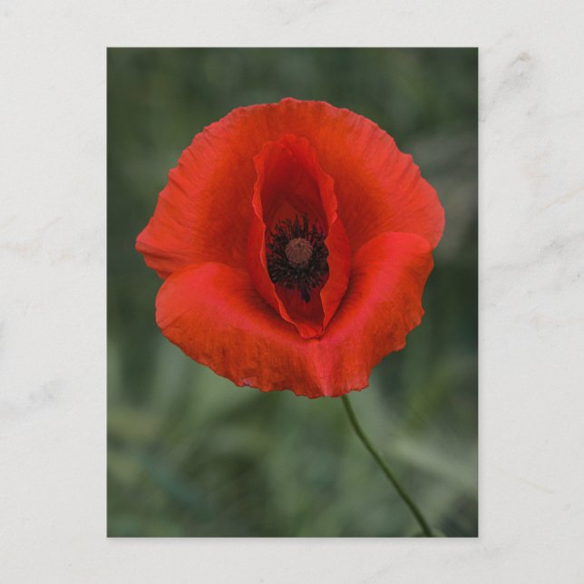 Postcard Poppy Photography (Front)