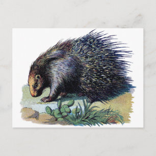 Postcard - Porcupine