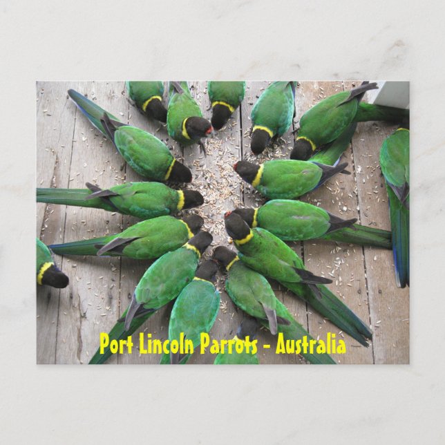 POSTCARD - Port Lincoln Parrots Australia (Front)