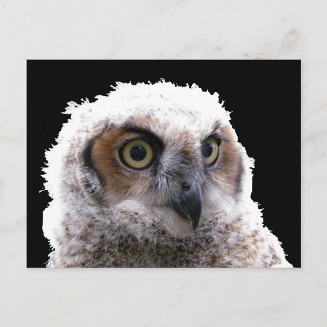 Postcard - Portrait of Young Owl (Front)