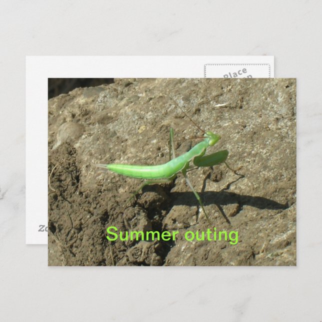 Postcard - Praying Mantis (Front/Back)