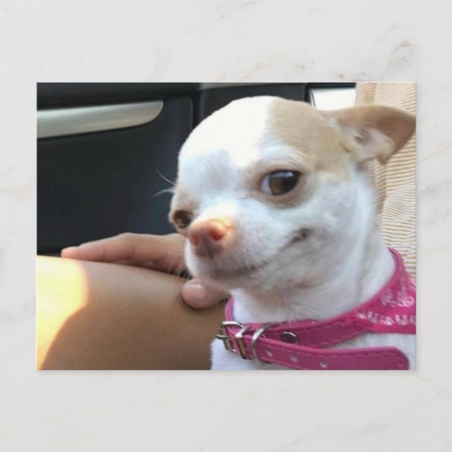 Postcard Pretty Chihuahua Dog Meme (Front)
