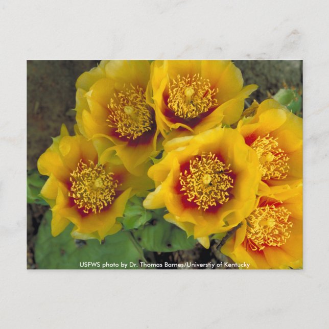 Postcard / Prickly Pear Cactus (Front)