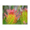 Postcard - Protea in Kirstenbosch