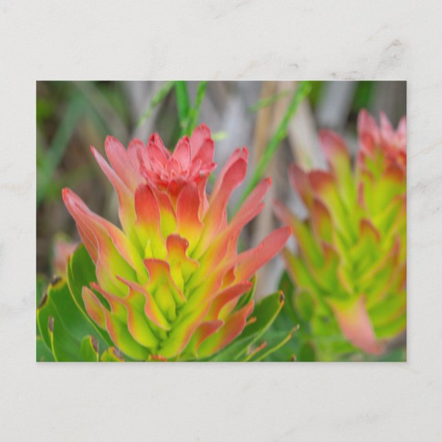 Postcard - Protea in Kirstenbosch (Front)