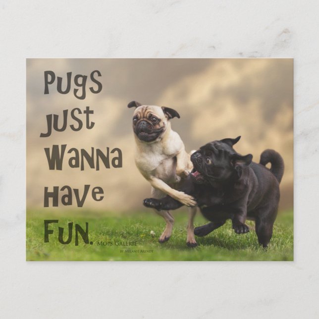 Postcard "Pugs just wanna have fun" (Front)