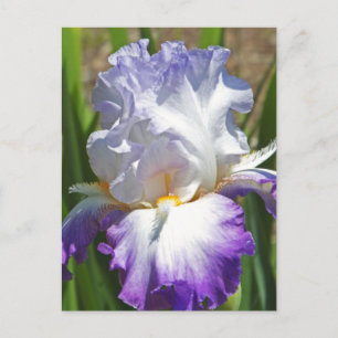 postcard, "PURPLE & WHITE IRIS WITH TOUCH OF GOLD" Postcard