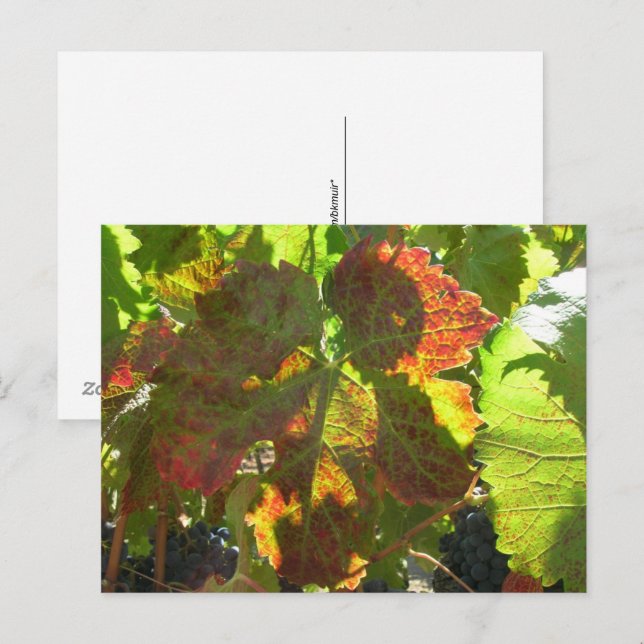 Postcard - Red Grape Leaf on Vine (Front/Back)