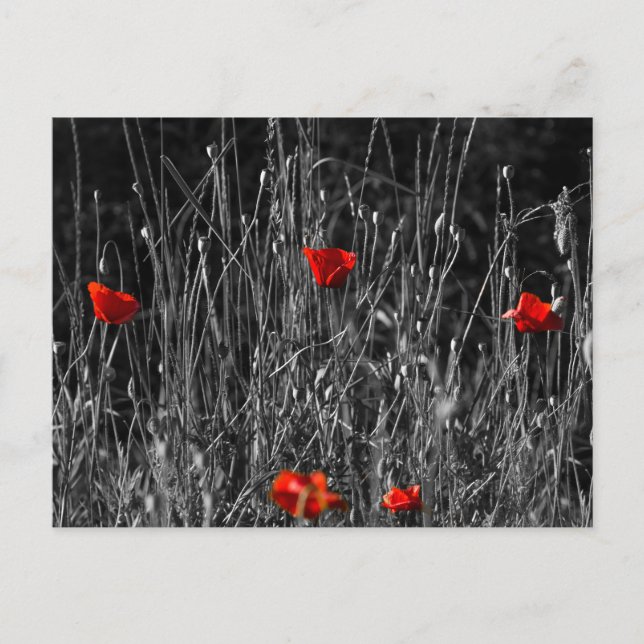 Postcard - Red Solitude Poppies (Front)