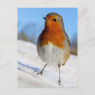 Postcard robin stood on snow Christmas