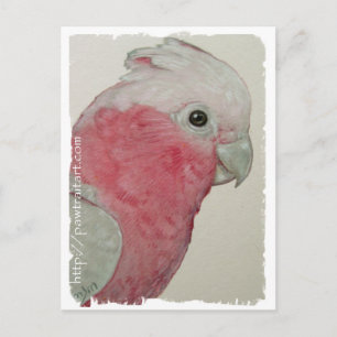 Postcard - Rose Breasted Cockatoo