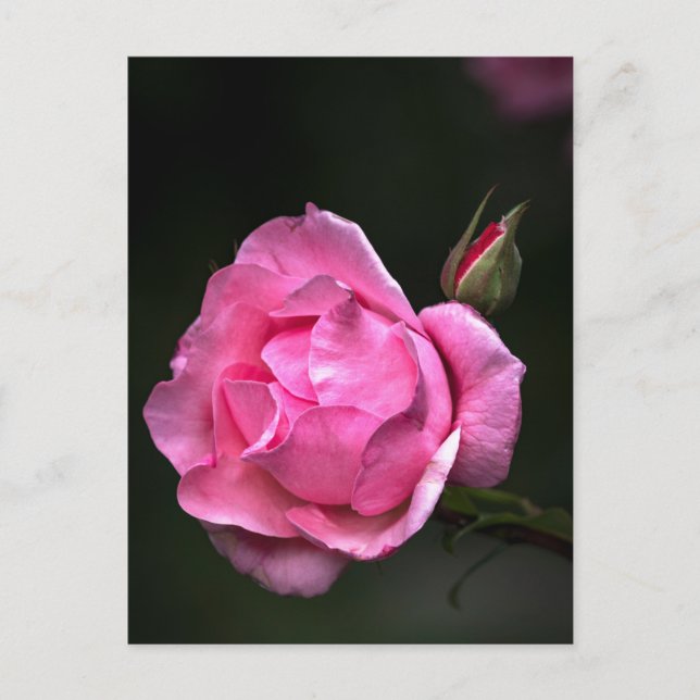 Postcard Rose - Floral Photography (Front)