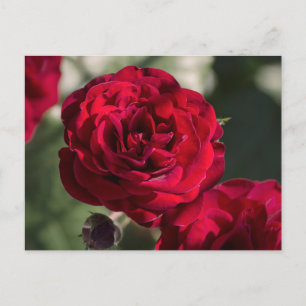 Postcard Roses - Velvet Radiance