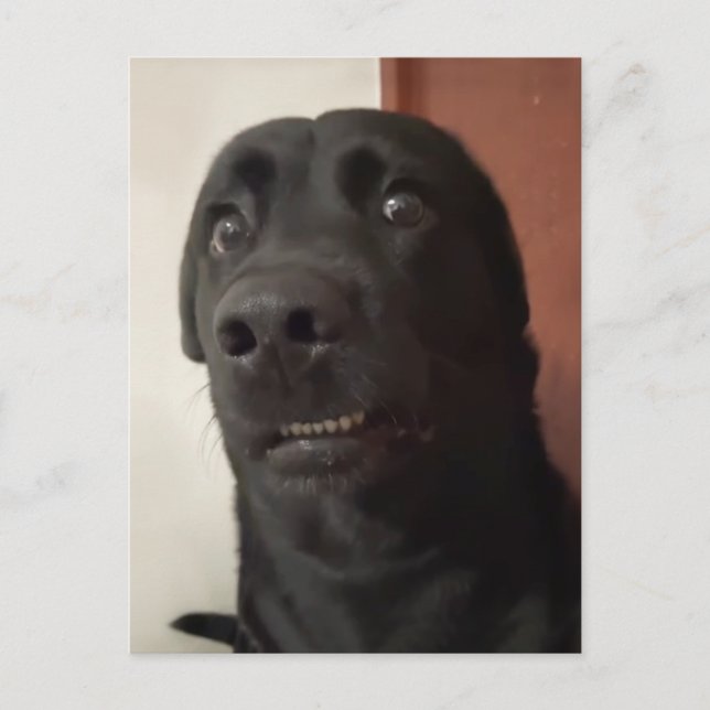 Postcard Scared Dog Meme (Front)