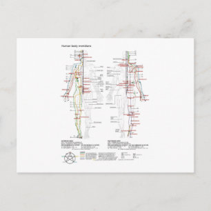 Postcard Schematic Chinese Meridians Musculature