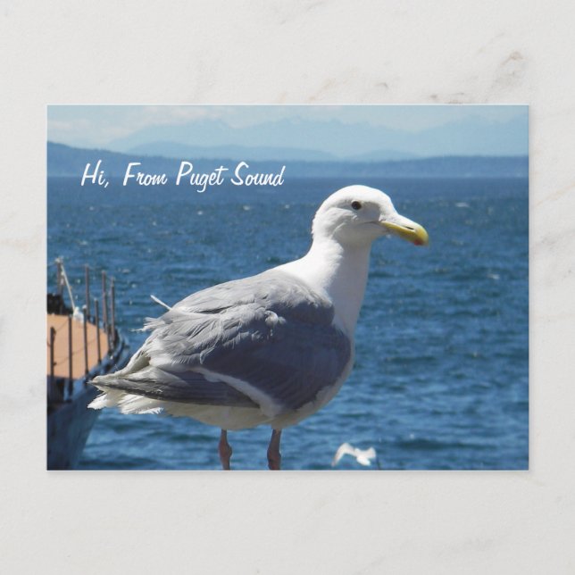 Postcard:  Seagull #1 Postcard (Front)