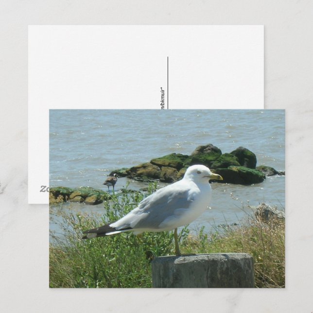 Postcard – Seagull on Piling (Front/Back)