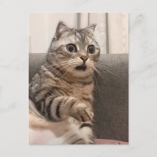 Postcard Shocked Cat Meme (Front)
