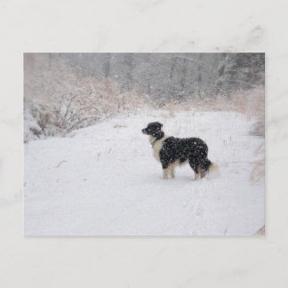 postcard - Snowy Border Collie