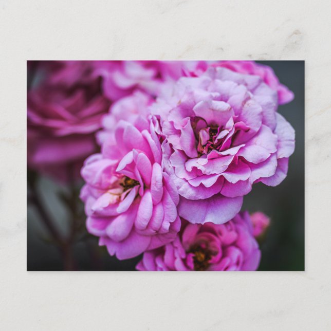  Postcard Soft Pink Roses  (Front)