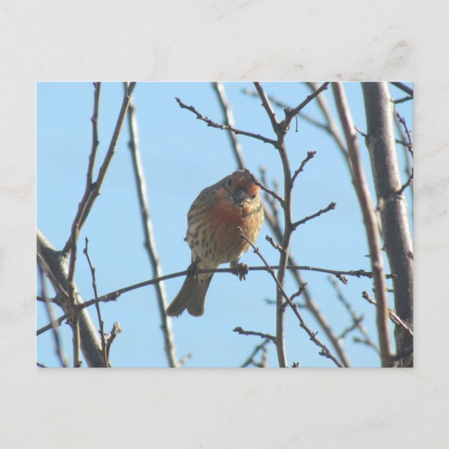 Postcard - Sparrow in Tree (Front)