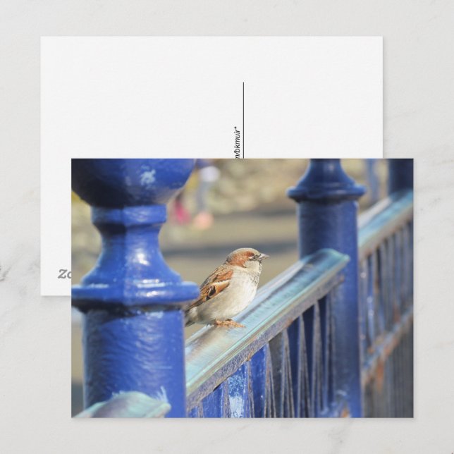Postcard - Sparrow on Fence (Front/Back)