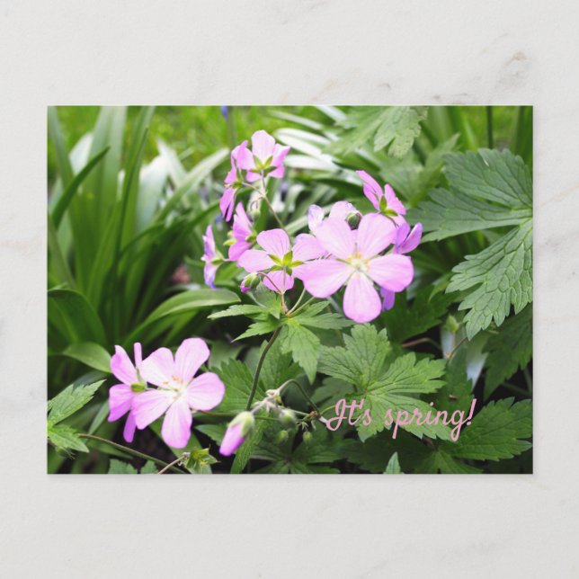 Postcard Spring Flowers Wild Geraniums Garden (Front)