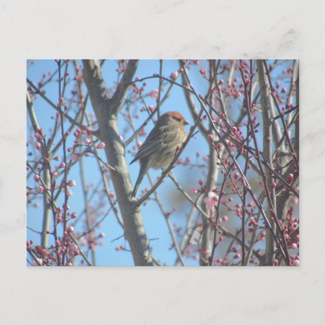 Postcard - Spring Perch (Front)