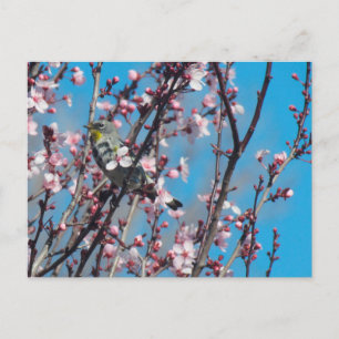 Postcard - Springtime Sparrow