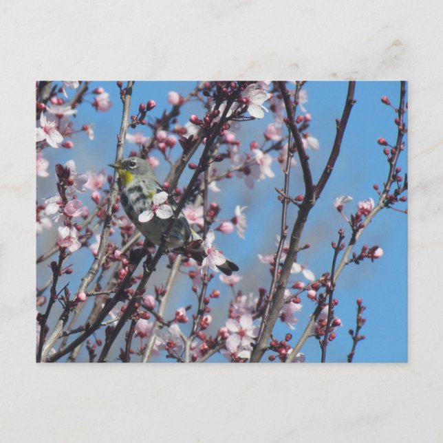 Postcard - Springtime Sparrow (Front)