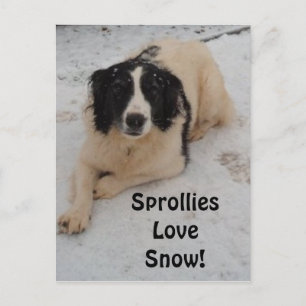 Postcard Sprollie In The Snow