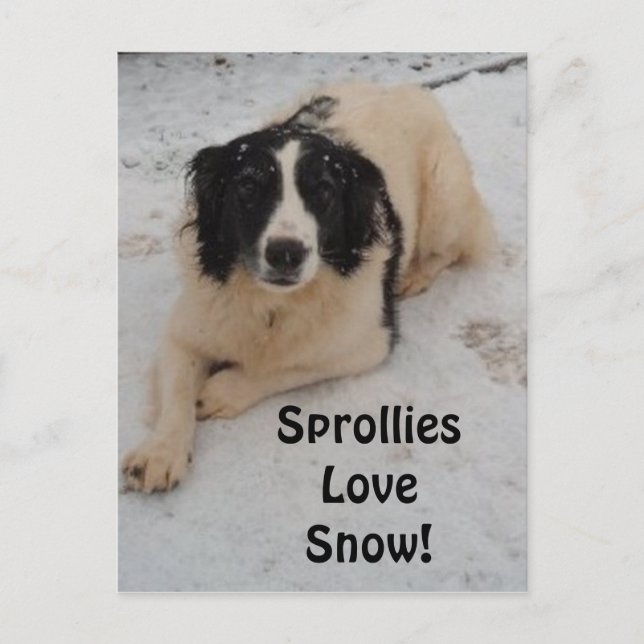 Postcard Sprollie In The Snow (Front)
