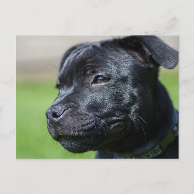 postcard stafford shire bullterrier (Front)