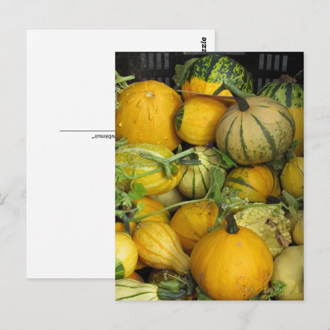 Postcard - Summer Squash (Front/Back)