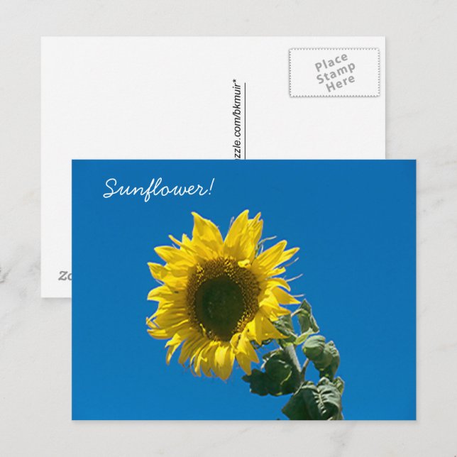 Postcard -  Sunflower! (Front/Back)