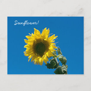 Postcard -  Sunflower!
